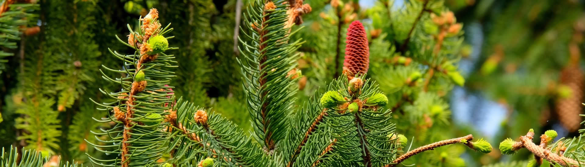 AFSF42 Guide du sylviculteur assurances